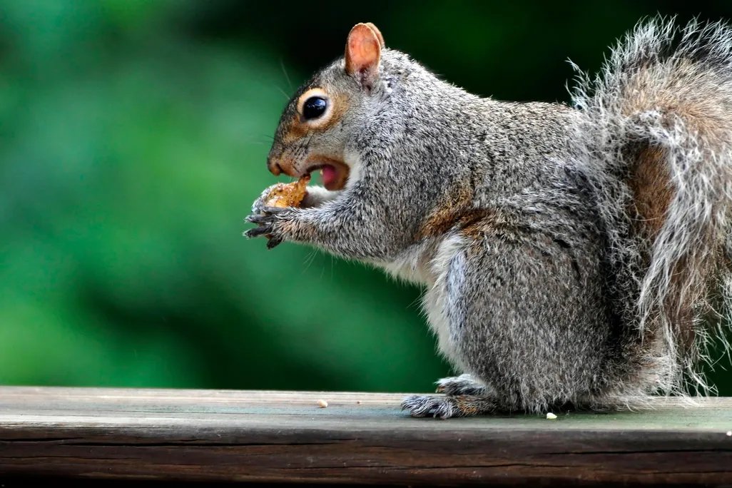 A close-up photo of a squirrel sitting on a wooden rail while holding a nut to its mouth. The squirrel has speckled gray and brown fur, and its mouth is open as it goes in for a bite. The background is green and black.