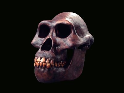 The heads of human ancestors like Australopithecus afarensis may have evolved to better withstand blows to the face.