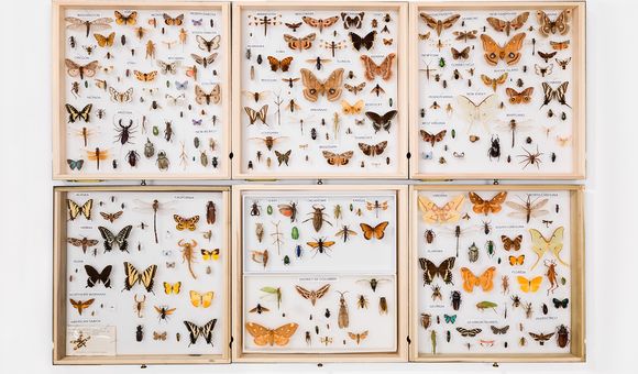 Butterflies.jpg
