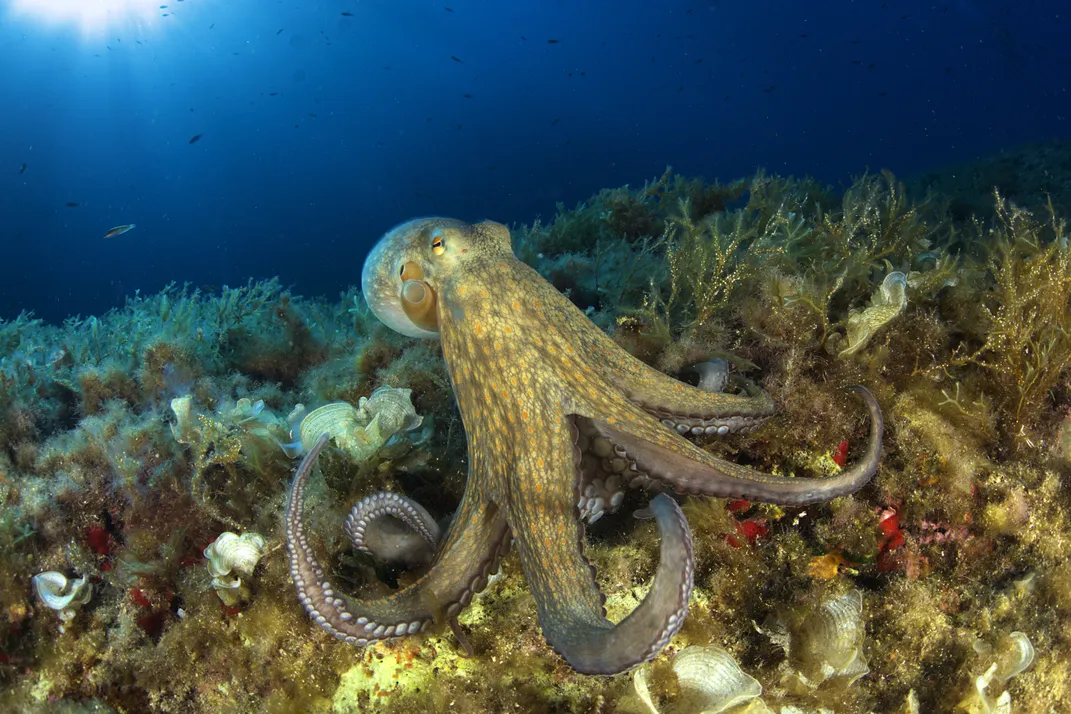 Octopus | Smithsonian Photo Contest | Smithsonian Magazine