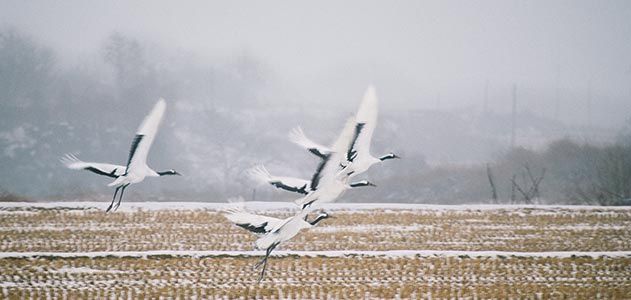 Red crowned cranes flying