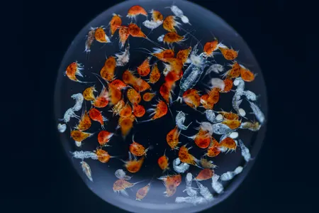 Copepods at various life stages teem inside a water droplet. The creatures go through six larval and six juvenile stages between egg and adulthood. They grow a new pair of legs at each stage.