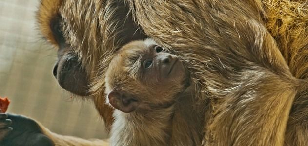 Howler monkey Chula cradles her new baby.
