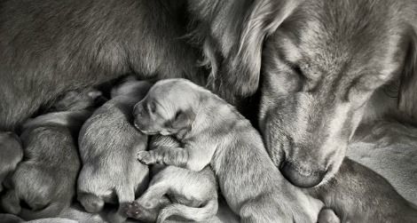 dog-babies-470.jpg