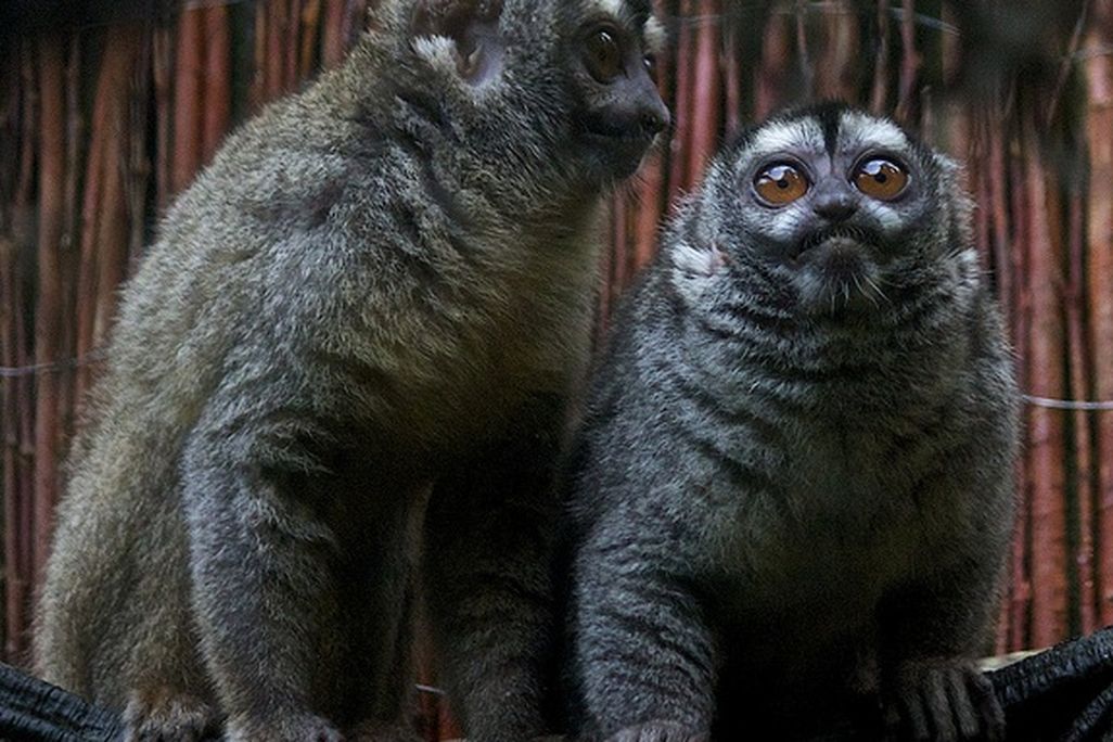 20130125083026owl-monkeys.jpg