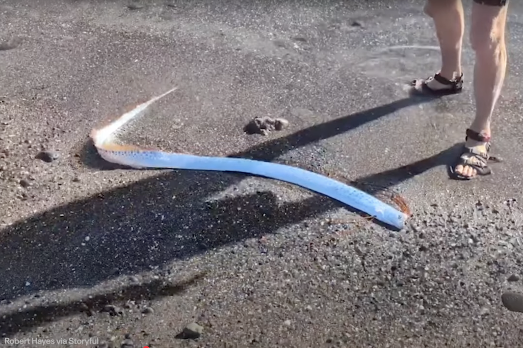 long, silver fish on sand, with a person's sandaled feet near it