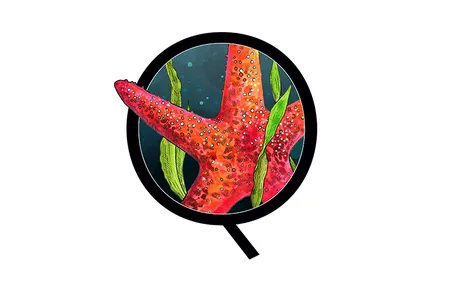 One of this issue's questions is about the starfish's namesake shape.