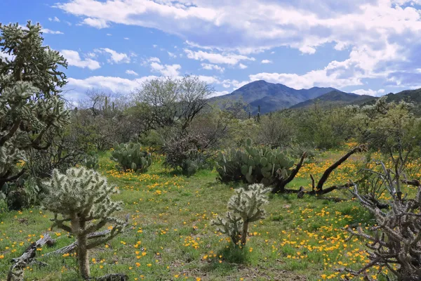 A desert scene in spring thumbnail