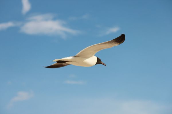 Seagull in flight at Gulf Island National Seashore Pensacola thumbnail