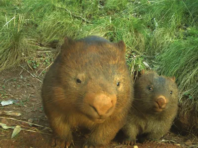 Wombats are stocky marsupials that can weigh up to 85 pounds.