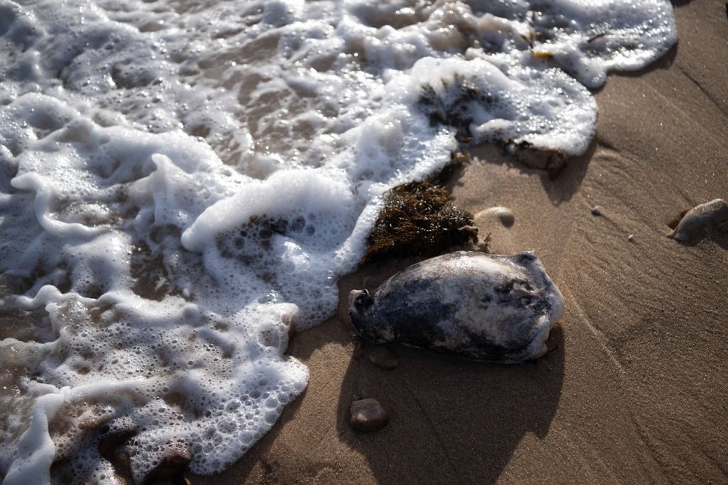close-up of washed-up sea creatures on the beach with sea foam