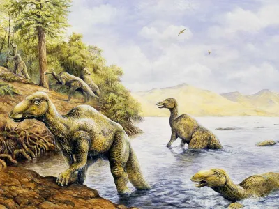 Edmontasaurus, a duckbilled creature weighing around 7,000 pounds that could walk on two or four legs, was an average-sized dinosaur.