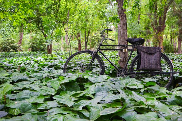 The Rooted Journey thumbnail