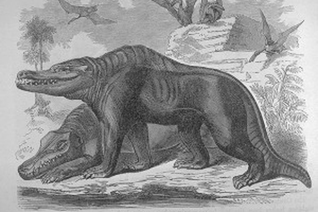 20110520083207Early-Megalosaurus-Restoration-300x223.jpg