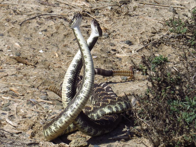 Rattlesnake fight!!! Smithsonian Photo Contest Smithsonian Magazine