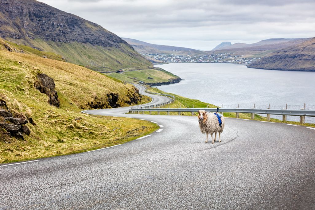 Sheep View