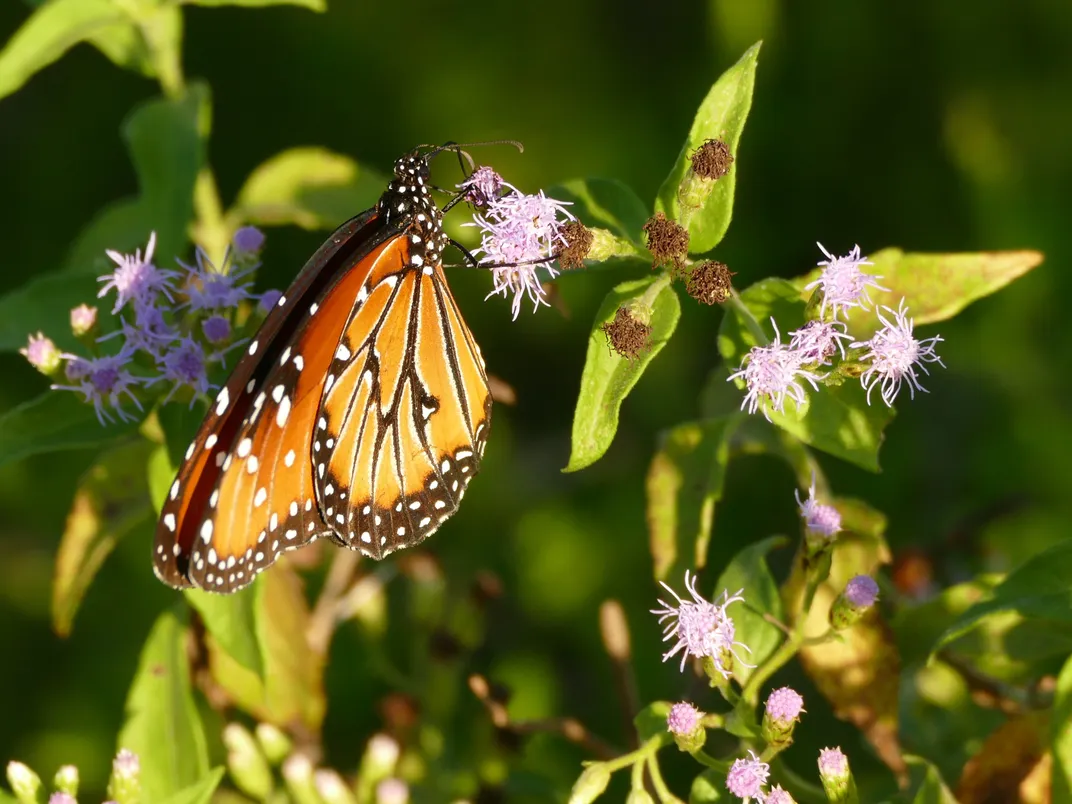 What I Learned Biking the 10,000-Mile Migration Route of Monarch Butterflies