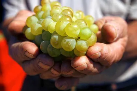Voskehat, “the queen of Armenian grapes”
