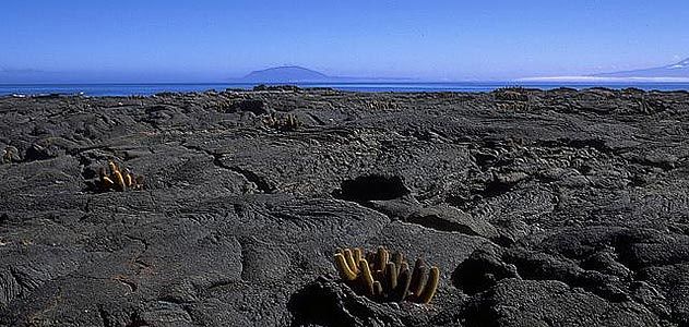 Lava cactus on Fernandina Island