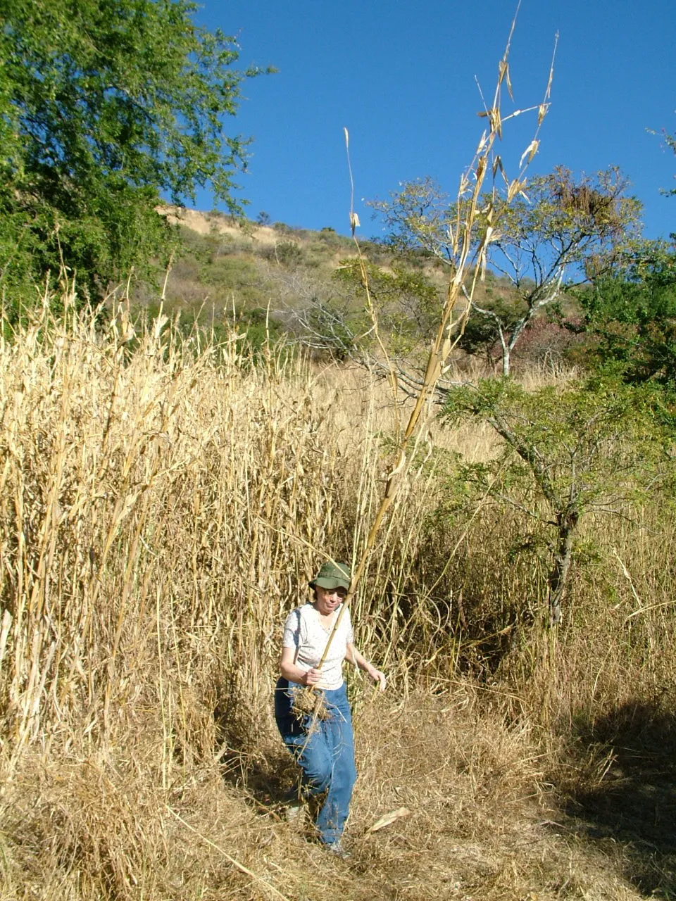 Dolores Piperno with teosinte