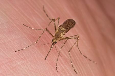 Blood type, metabolism, exercise, shirt color and even drinking beer can make individuals especially delicious to mosquitoes.