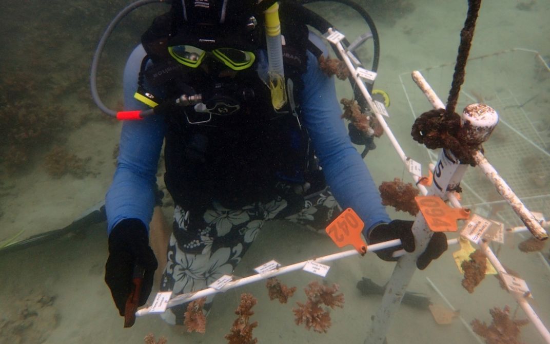 Coral scientist Mike Henley dives at an underwater coral nursery where he examines corals growing from a "tree" made of PVC pipe.