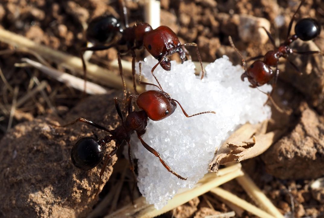 Addict Ants Show That Insects Can Get Hooked on Drugs, Too | Science|  Smithsonian Magazine