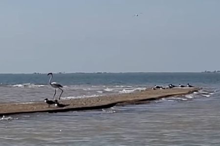 The flamingo&nbsp;in Cox Bay near Port Lavaca, Texas.&nbsp;