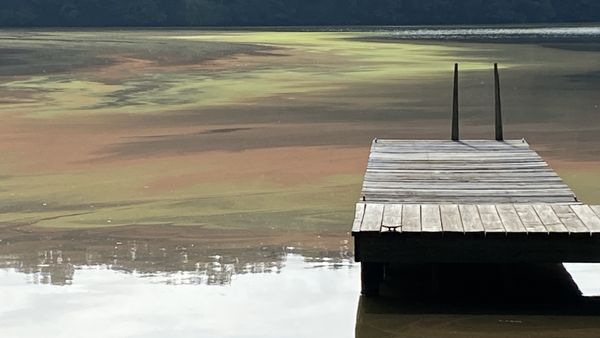Algae on Lake Oconee, Georgia thumbnail