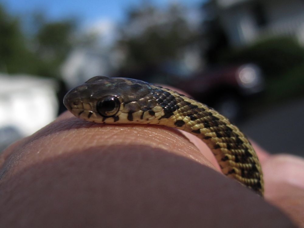 baby garter snake