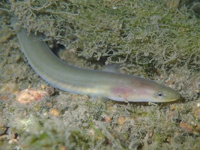 Watch Eels Make a Great Escape From a Fish's Stomach After Being Swallowed Alive image