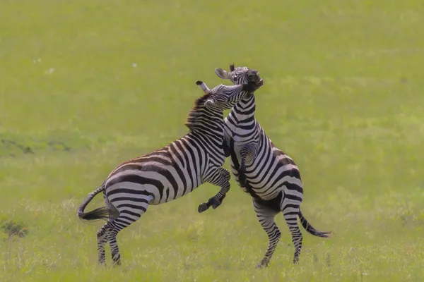 Zebras playfully sparring thumbnail