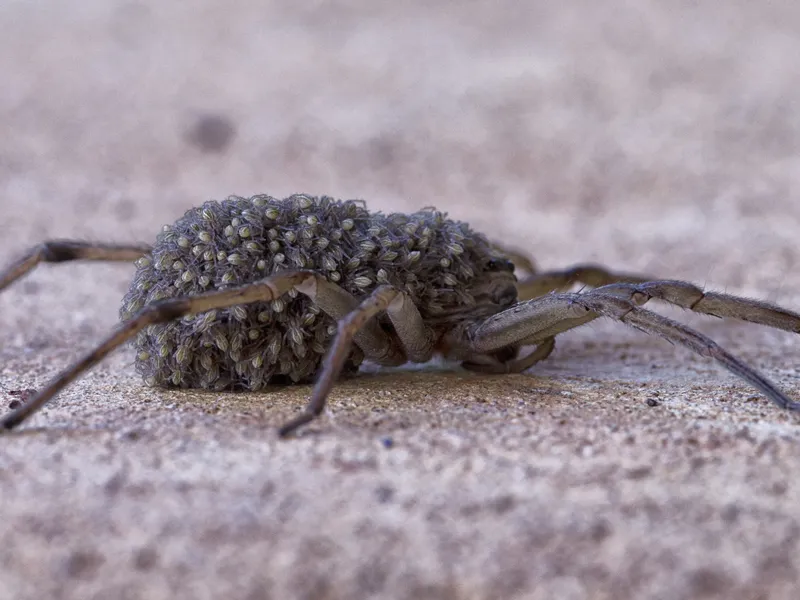 wolf-spider-carrying-her-babies-on-her-back-smithsonian-photo