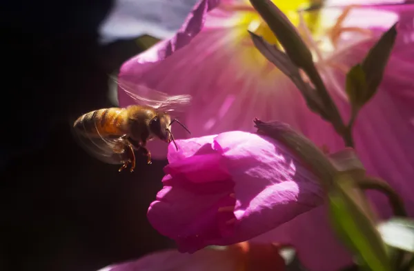A bee collecting nectar from flowers thumbnail