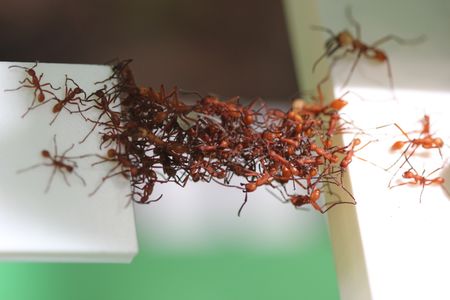 Army ants really know how to take the road less travelled.