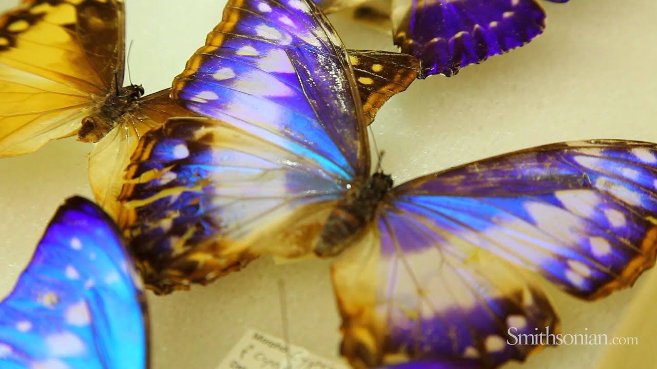 Preview thumbnail for Biomimicry and Butterflies: How Nature is Inspiring Design and Innovation