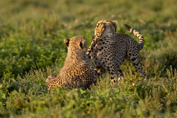Cheetahs sparring thumbnail
