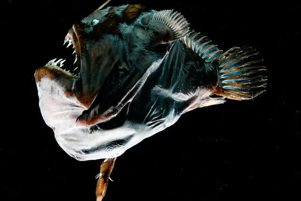 An anglerfish female—the iconic, toothy deep-sea fish with a bioluminescent rod on her forehead—and her male mate, which is six-times smaller and more finger-like in shape