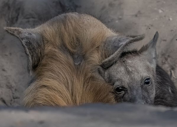 Hyena pup cuddling thumbnail