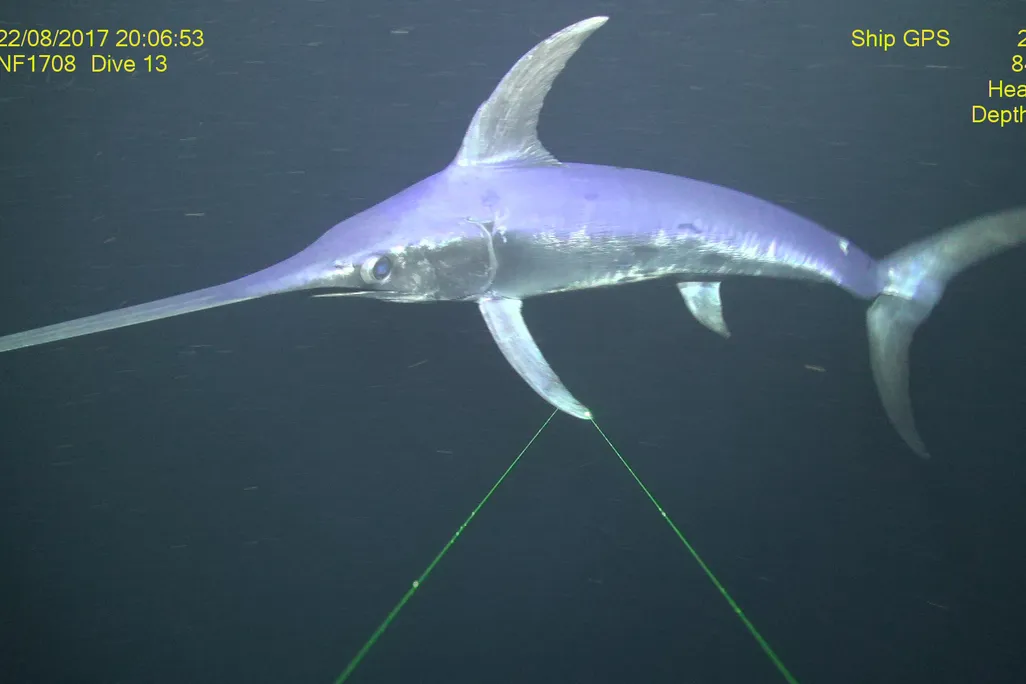 Swordfish underwater 