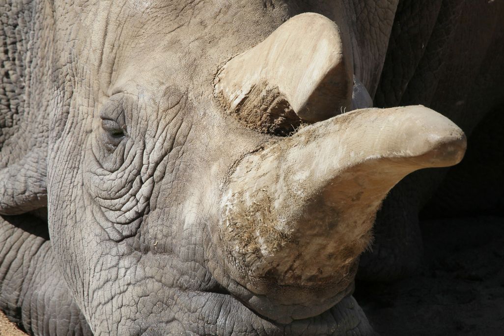 Nola northern white rhino