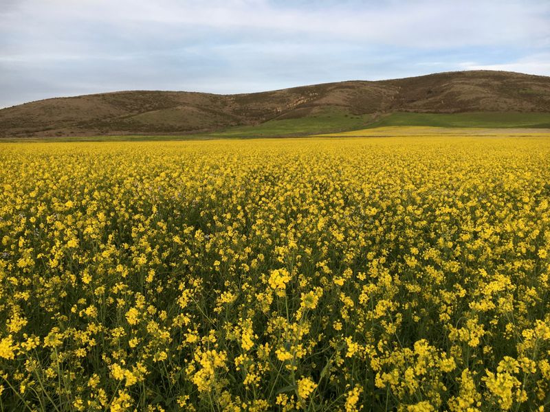 Mustard Field Smithsonian Photo Contest Smithsonian Magazine