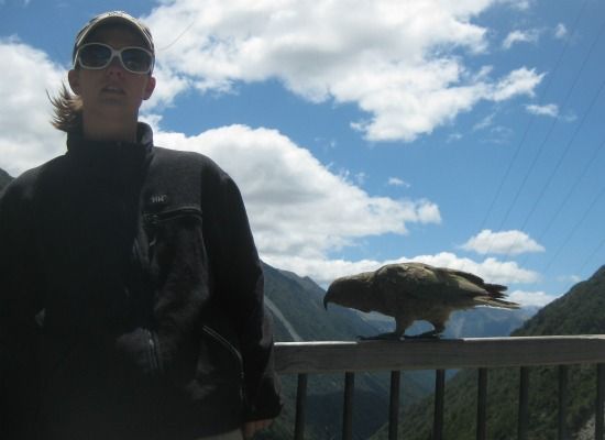 A kea at Arthur’s Pass stalks a Dutch tourist.