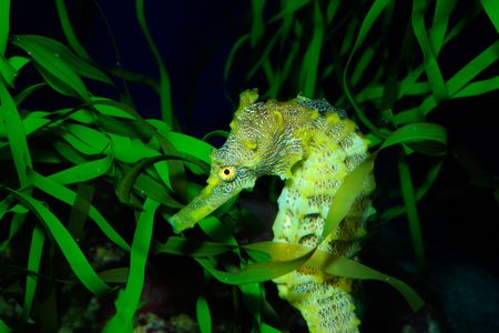 Seahorses are valued for their use in traditional medicine.