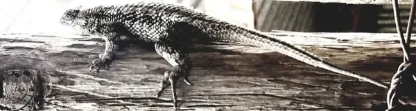 Texas Spiney thumbnail