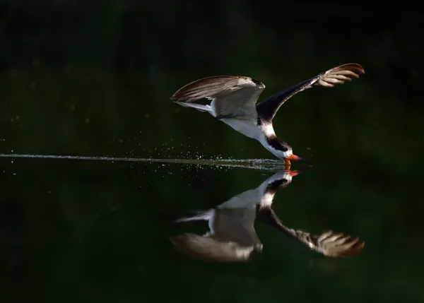 A few black skimmers had a migratory stopover in Aruba in early 2020. Every time they visit Aruba's wetlands, I'd like to watch these distinctive birds. Most of the time they will just sit on the shore, relaxed and grouped together. The best chance to see them in action is late in the afternoon or early in the morning. For this photo I woke up long before sunrise, hoping the skimmers would still be present. I was lucky and could watch them cutting the water with their extended lower mandible.