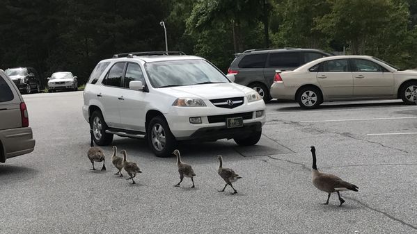 Baby geese stroll across the Publix supermarket parking lot. thumbnail