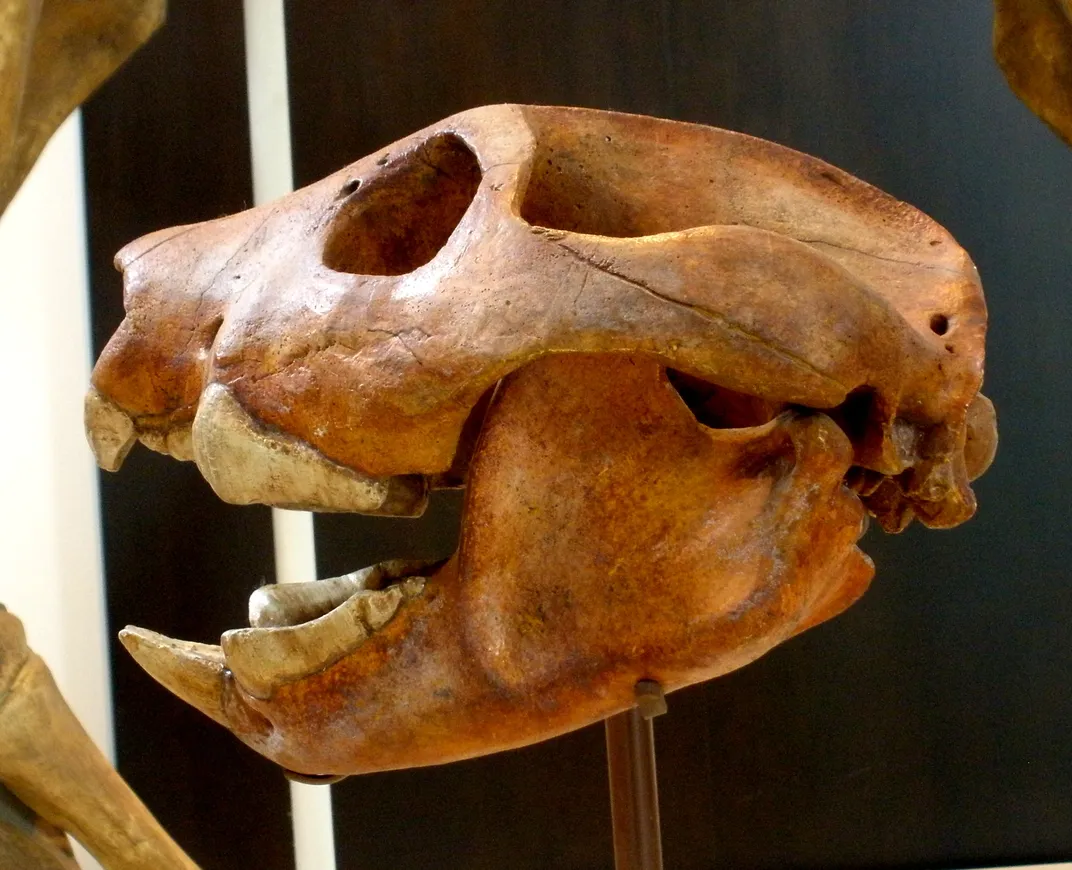 Marsupial Lion Skull