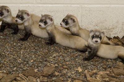 Black-footed ferrets at the National Zoo