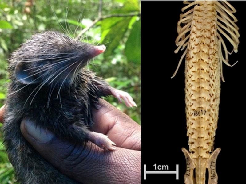 Hero Shrews' Extreme, Superstrong Backbones Are the Stuff of Legends |  Smart News| Smithsonian Magazine